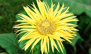 Gerbera daisy varieties
