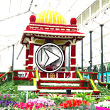 Ooty flower show 2017 video