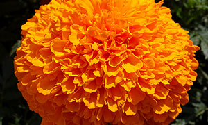 Marigold Varieties