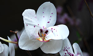 Orchid flower varieties