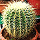 Cactus varieties