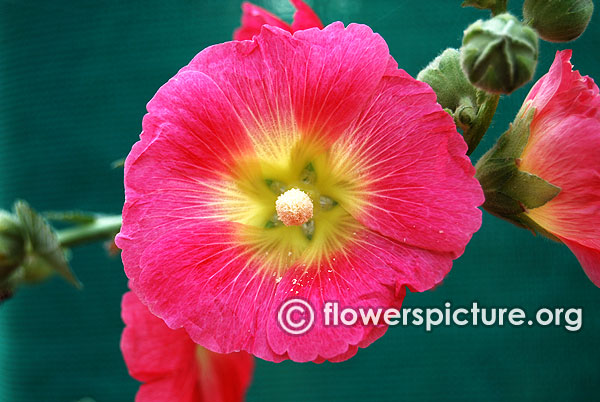 Alcea rosea deep pink