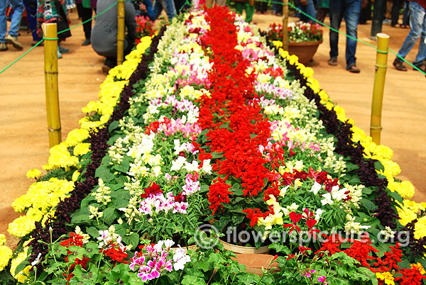 Border flowering plants display