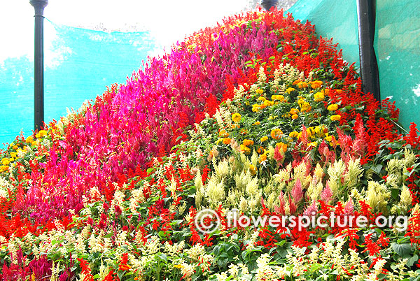 Celosia flower mountain