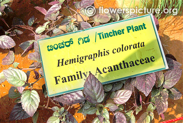 Hemigraphis colorata