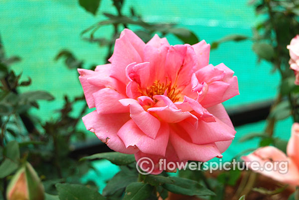 Lammerts grandiflora rose