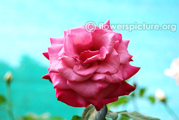 Moody blue rose