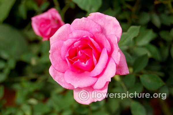 Pink miniature rose