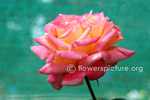 Rosette delizy rose