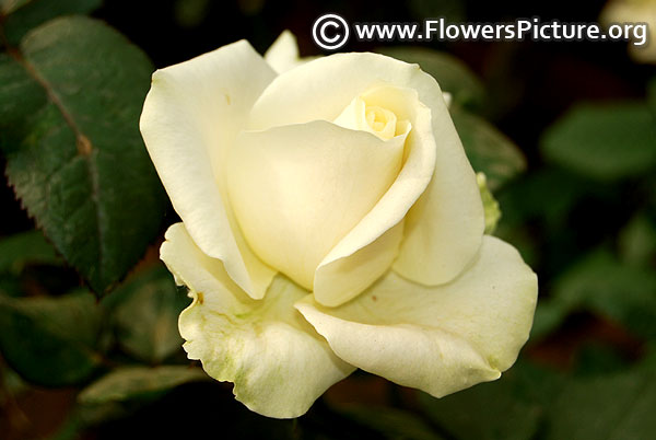 Creamy white rose lalbagh botanical garden