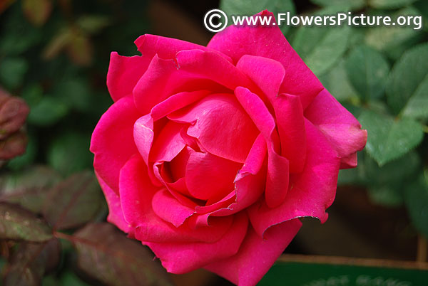 Fuchsia pink rose lalbagh flower show 2018