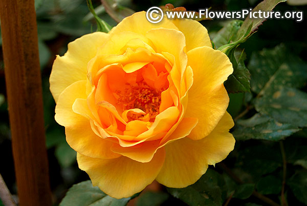 Golden beauty floribunda rose