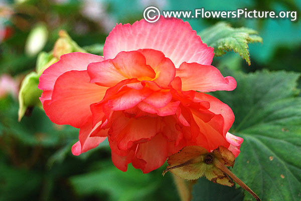 Begonia camellia double pink flowers