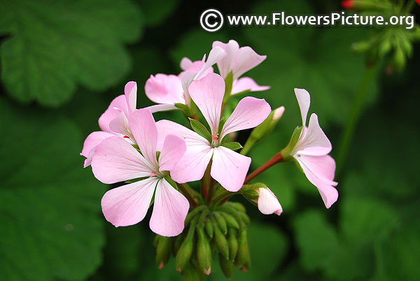 Zonal geranium pink flowers