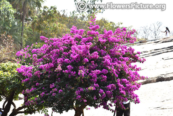 Bougainvillea glabra tree 