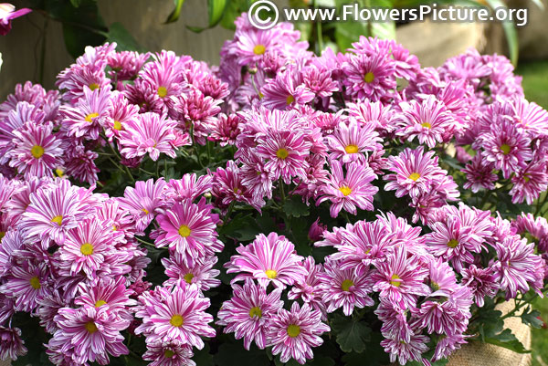  lavender striped-chrysanthemum