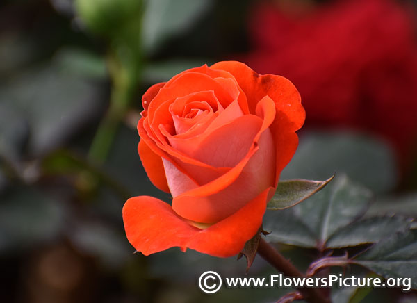 Orange white bicolour rose