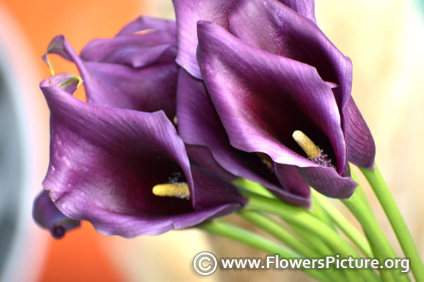 Purple arum lily