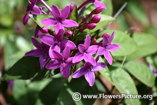 Purple flower violet ixora