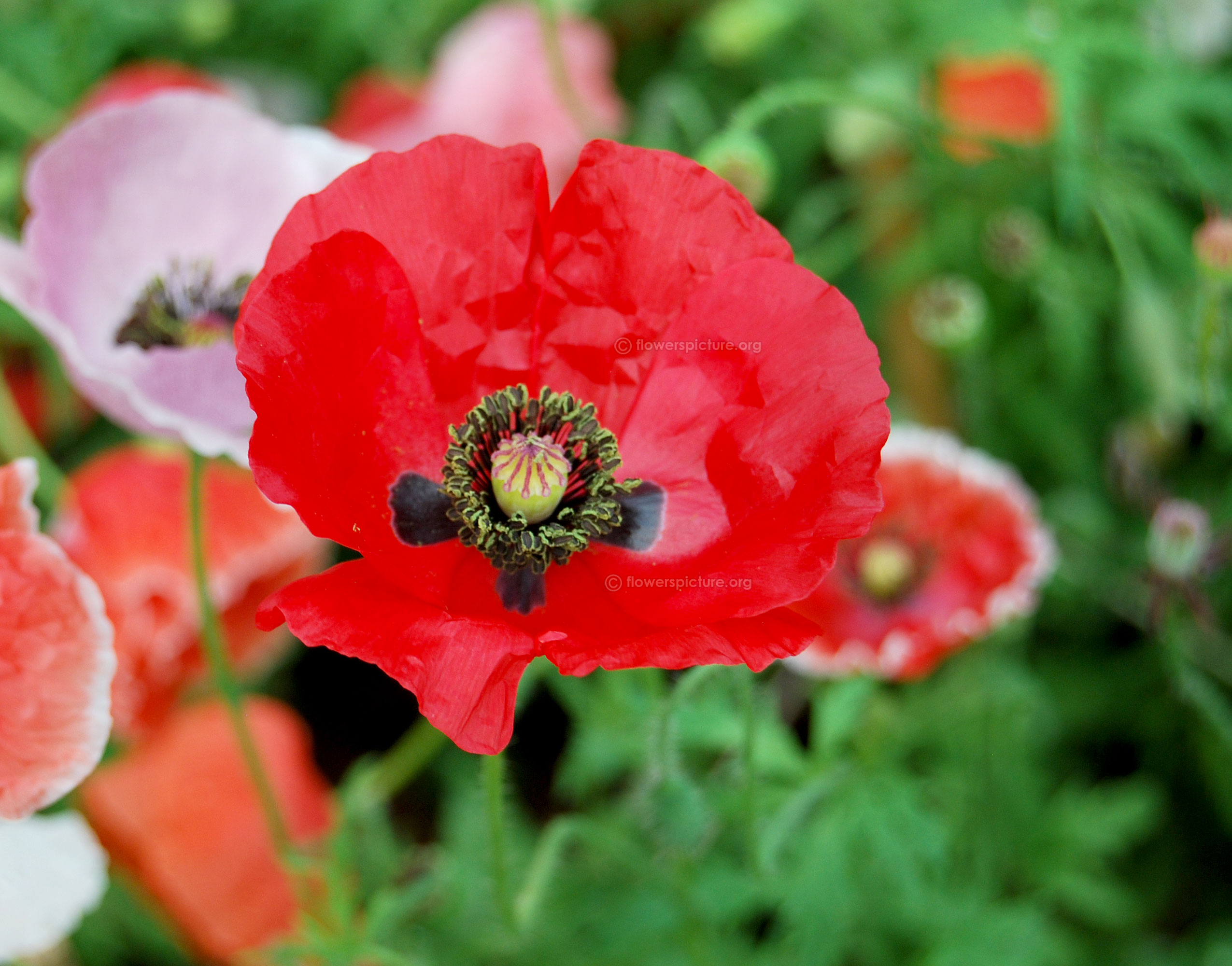 Poppy Flower Varieties