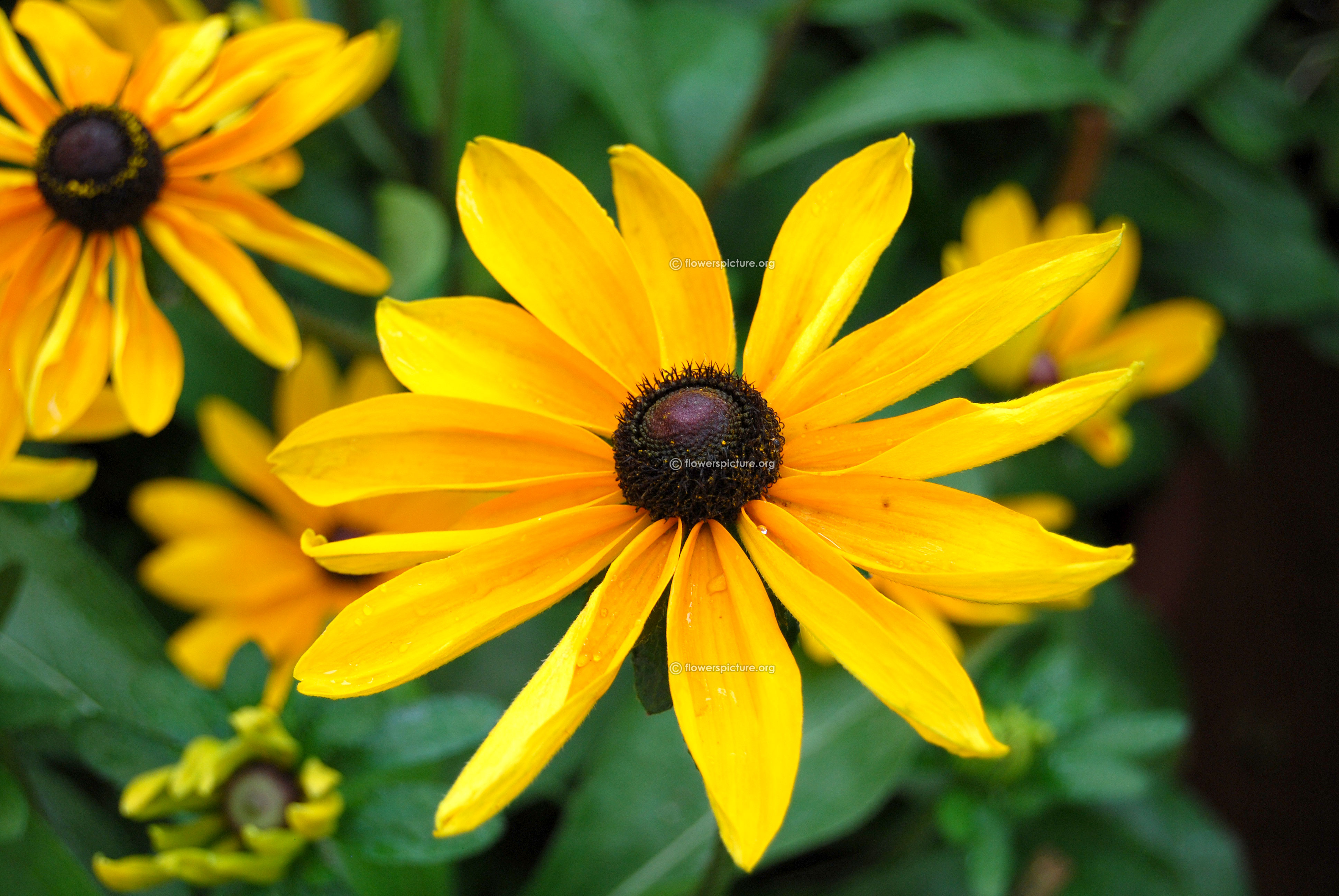 Names Of Yellow Flowers