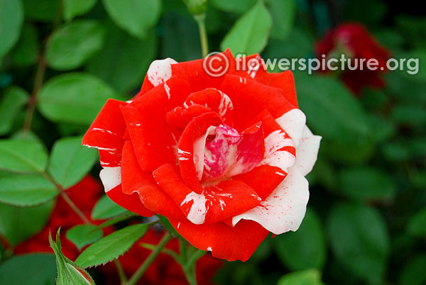 4th of july rose