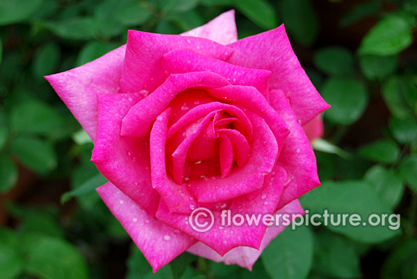 Buxom beauty hybrid tea rose