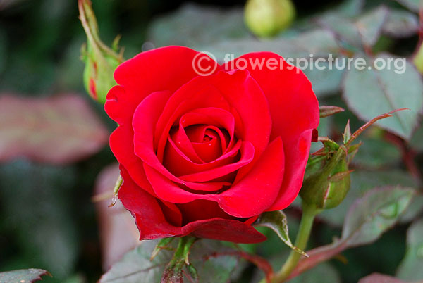 Claret rose
