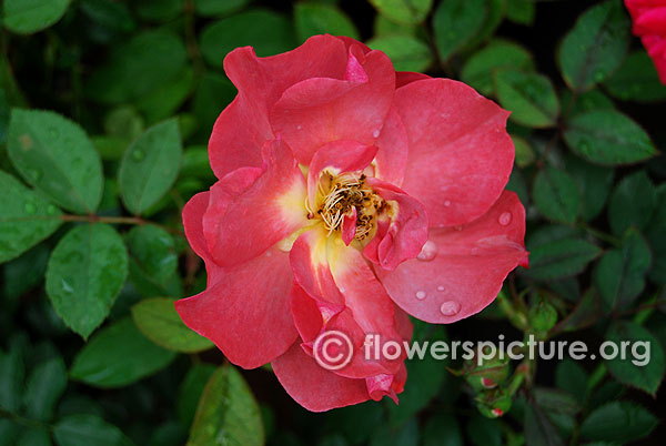 Lady penzance rose