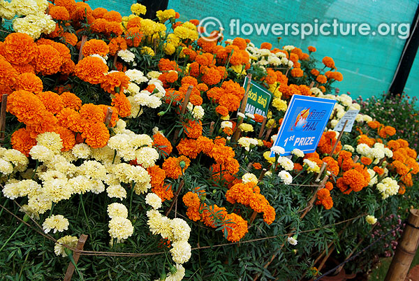 Large marigold varieties