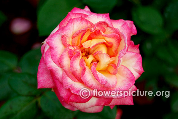 Love and peace rose