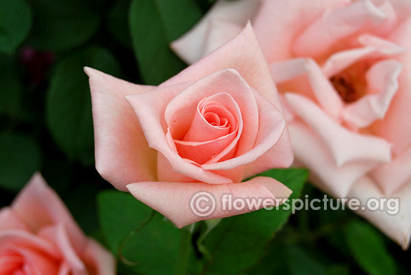 Lovely lady rose