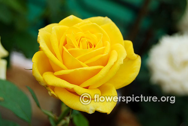 Midas touch rose
