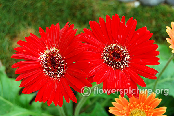 Red gerbera daisy