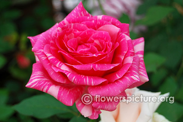 Striped hybrid tea rose