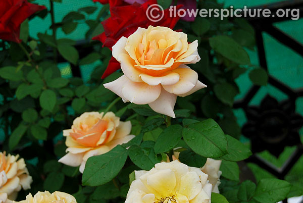 Sunset rose types