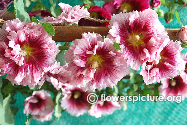 Alcea rosea double red with white