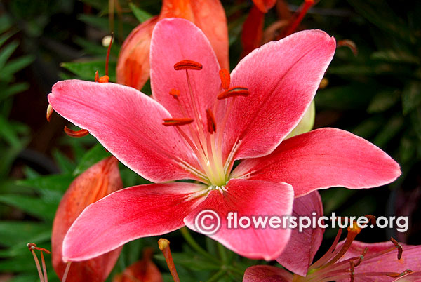 Asiatic lily pink flower