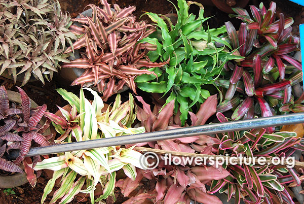 Cryptanthus varieties lalbagh independence day flower show august 2015