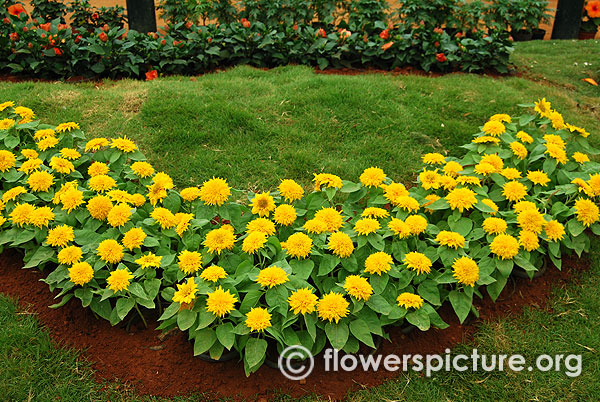 Dwarf sunflower teddy bear miniature variety borders lalbagh flower show independence day august 2015