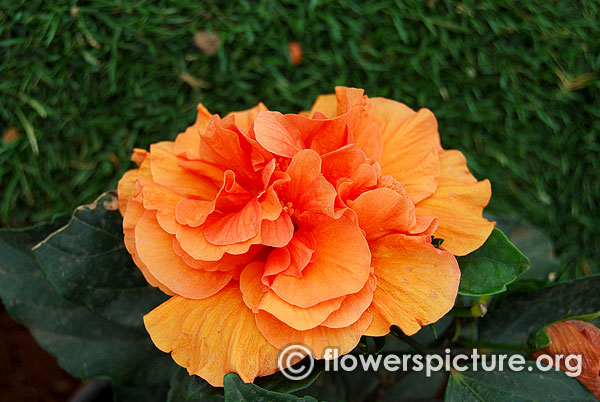 Hibiscus rosa sinensis double orange