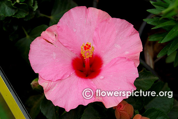 Hibiscus rosa sinensis pink and red