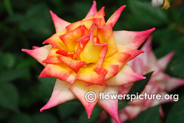 Masquerade rose yellow and red rose bangalore lalbagh august 2015