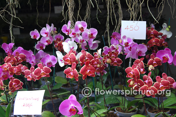 Red orchids lalbagh independence day flower show august 2015