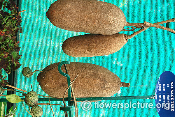 Sausage tree fruit kigelia pinnata lalbagh independence day flower show august 2015