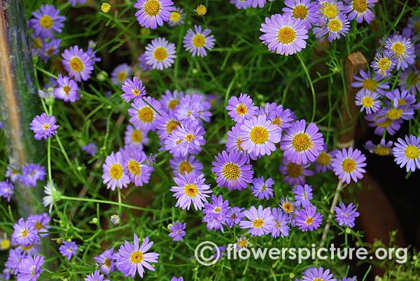 Swan river daisy brachyscome iberidifolia lalbagh independence day flower show august 2015