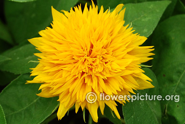 Teddy bear miniature dwarf sunflower lalbagh independence day flower show august 2015