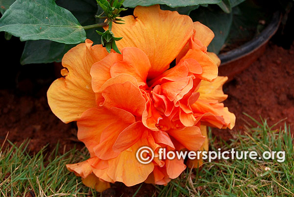 Tropical hibiscus double orange