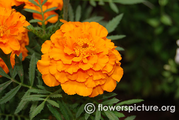 Bonanza deep orange french marigold
