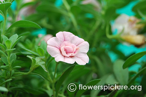 Calibrachoa minifamous double pink mini petunia